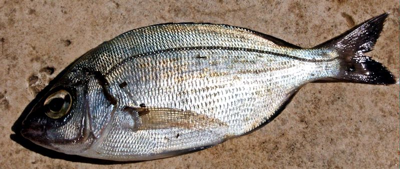 Spondyliosoma cantharus_12.jpg